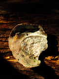 Shell - 8x10 Print - Limited Edition